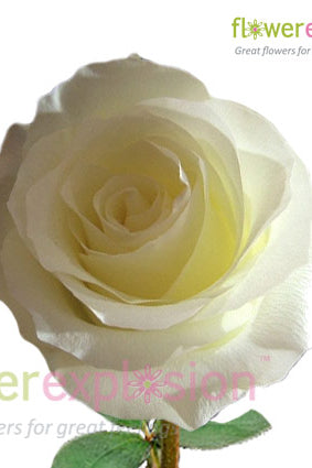 Anastasia White Rose