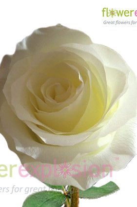 Anastasia White Rose