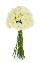 Annice Garden Rose