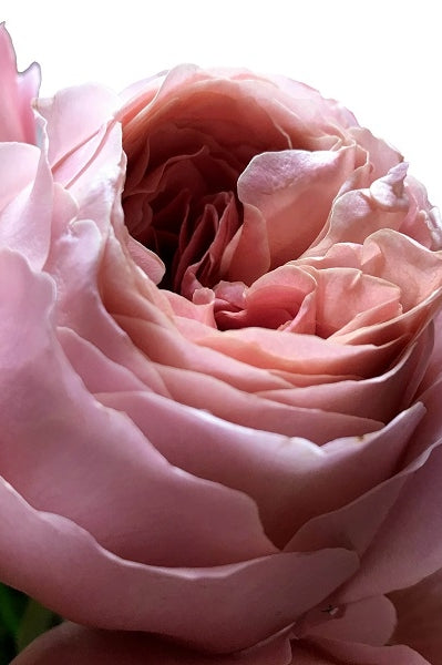 Romantic Antique Garden Rose