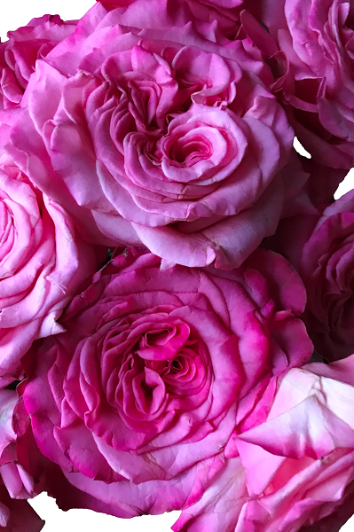 Fuchsia Garden Roses Ashley