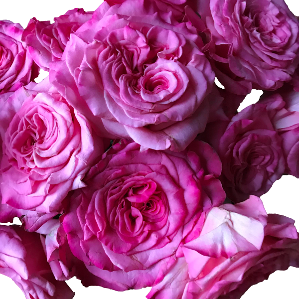 Fuchsia Garden Roses Ashley