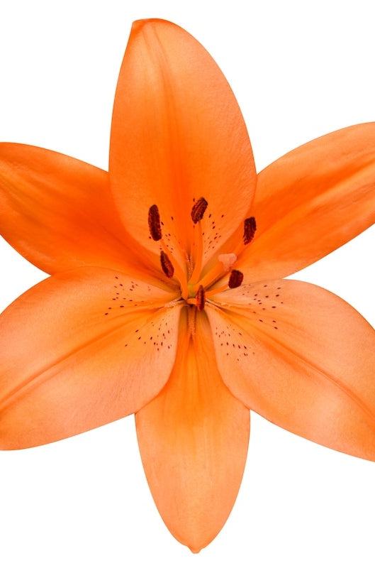 Orange Asiatic Lily