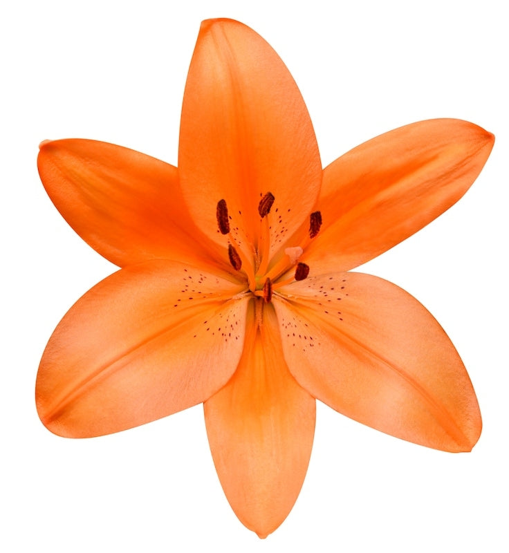 Orange Asiatic Lily