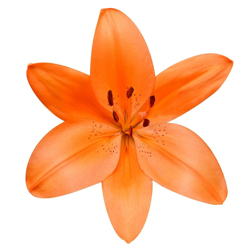 Orange Asiatic Lily