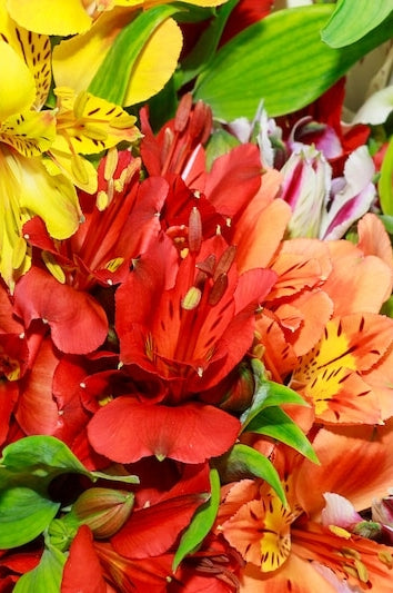 Alstroemerias Assorted Colors