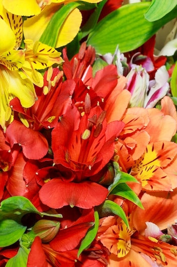 Alstroemerias Assorted Colors