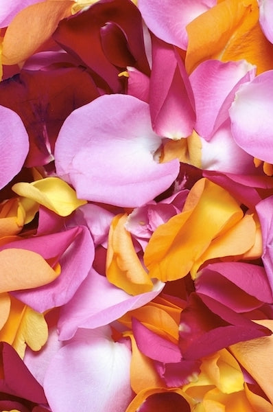 Mixed Rose Petals