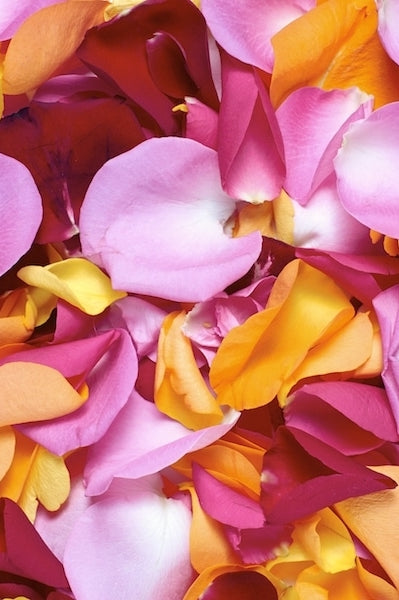 Mixed Rose Petals