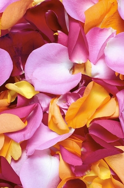 Mixed Rose Petals