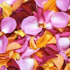 Mixed Rose Petals