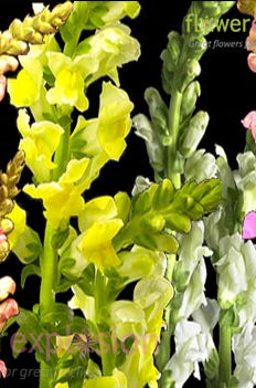 Assorted Snapdragons