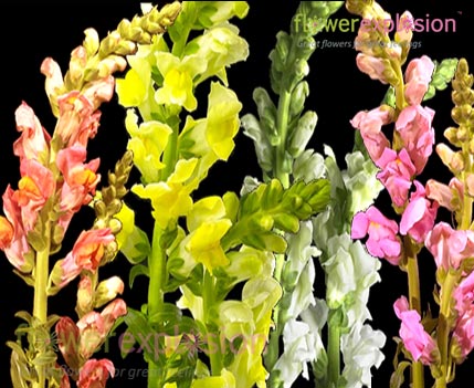 Assorted Snapdragons