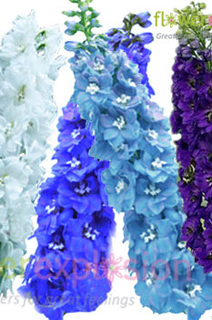 Assorted Delphinium