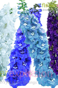 Assorted Delphinium