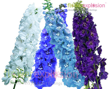 Assorted Delphinium
