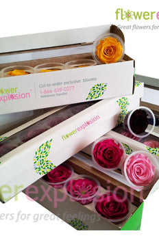 Mix Preserved Roses