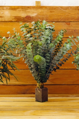 Eucalyptus DIY Combo