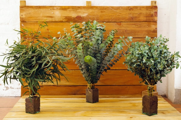 Eucalyptus DIY Combo