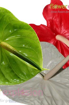 Assorted Anthurium