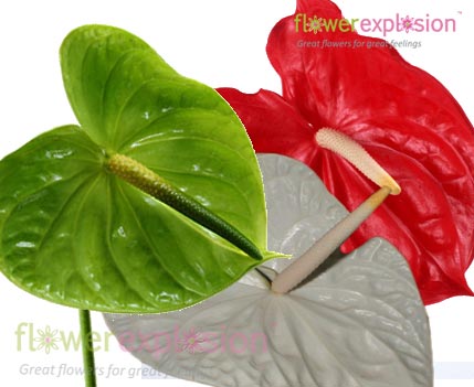 Assorted Anthurium