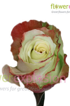 Aubade Bicolor Rose