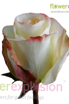 Aubade Bicolor Rose