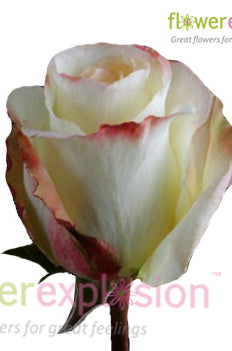 Aubade Bicolor Rose