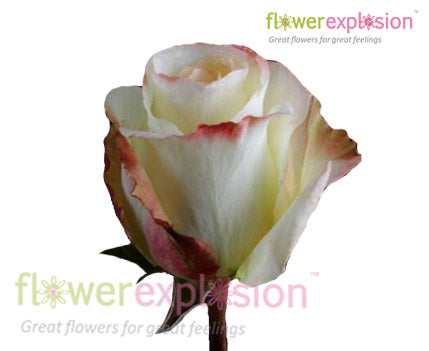 Aubade Bicolor Rose