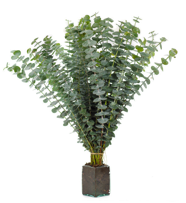 Baby Blue Eucalytpus