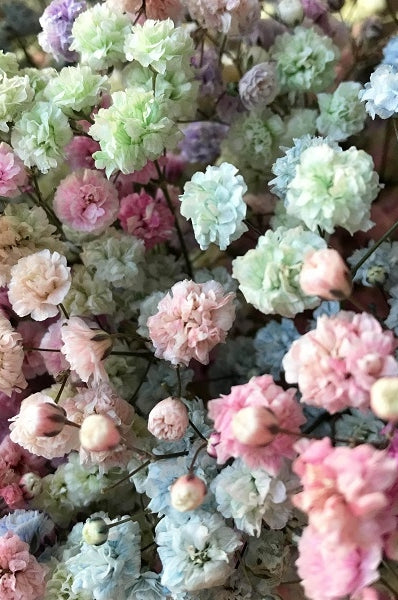 Rainbow Pastel Gypso