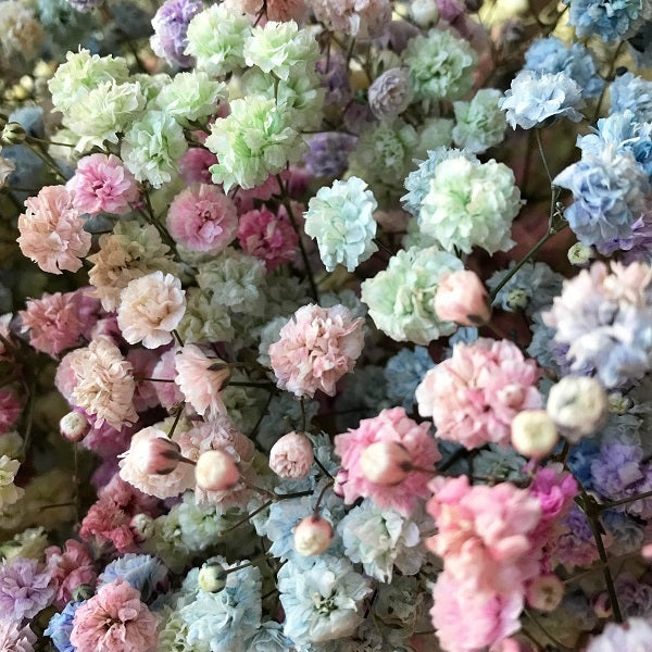 Rainbow Pastel Gypso