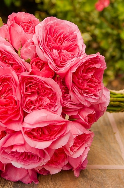 Baroness Spray Garden Rose