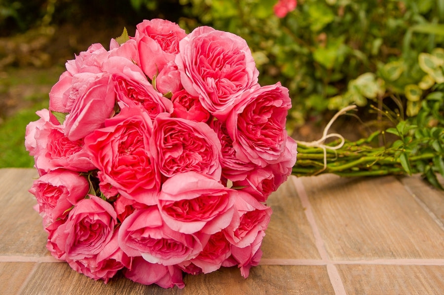 Baroness Spray Garden Rose