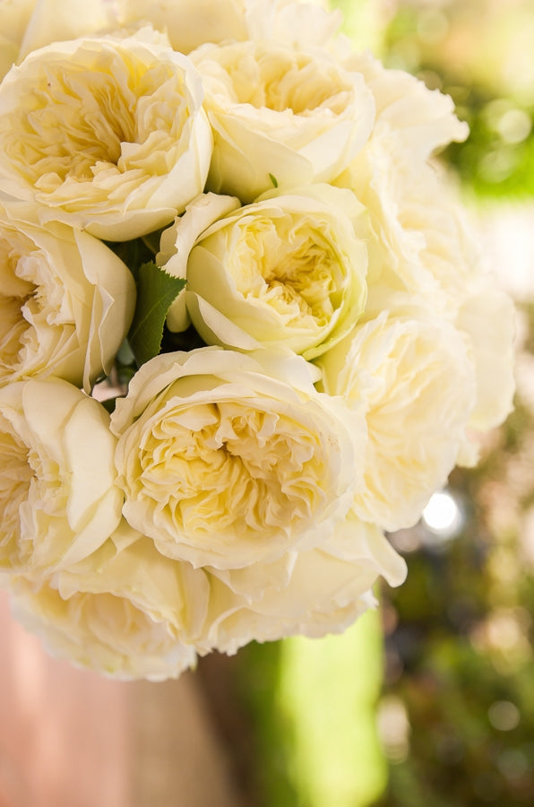 Beige Garden Roses
