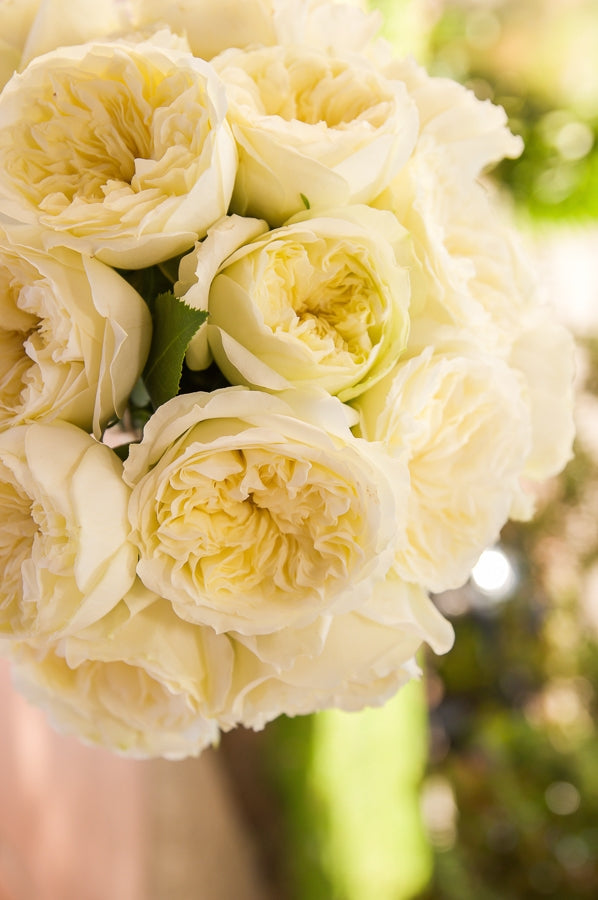 Beige Garden Roses
