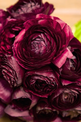 Burgundy Ranunculus