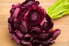 Burgundy Ranunculus