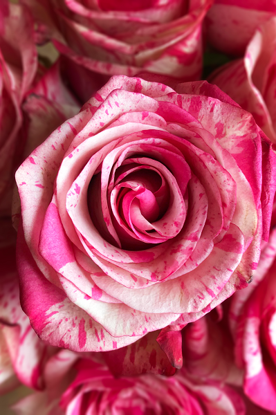 White and Pink Rose Novelty