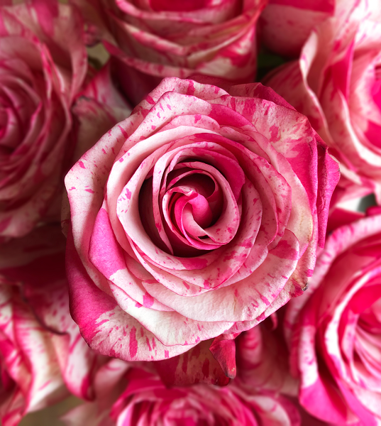 White and Pink Rose Novelty