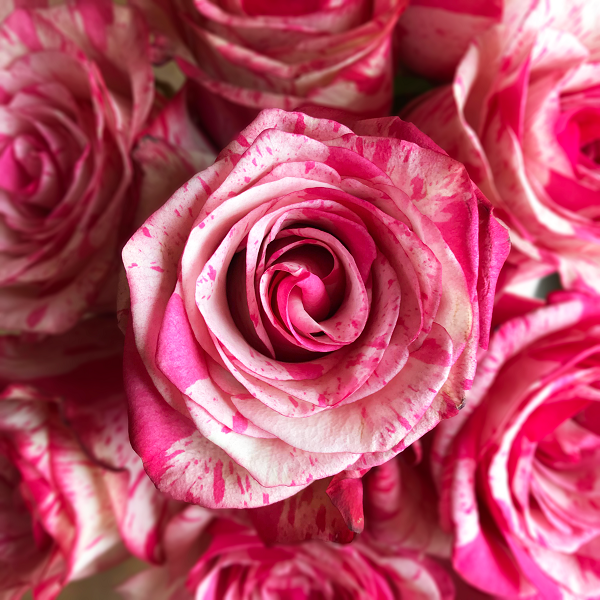 White and Pink Rose Novelty