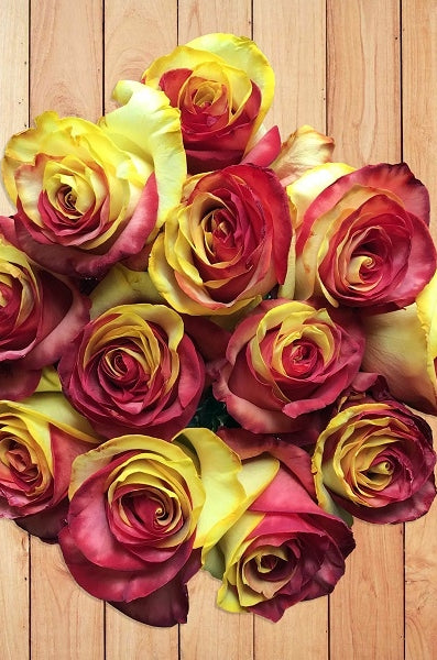 fresh tinted red yellow roses