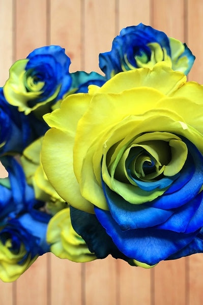 wood blue and yellow rose