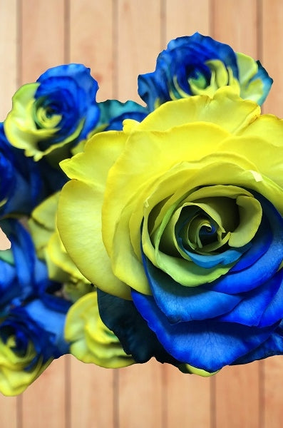 wood blue and yellow rose