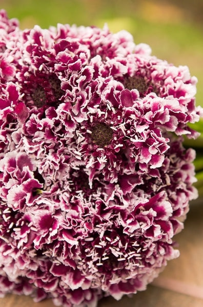 bicolor purple white scabiosas