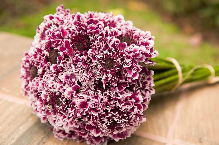 bicolor purple white scabiosas