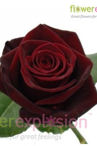 Black Baccara Rose Head