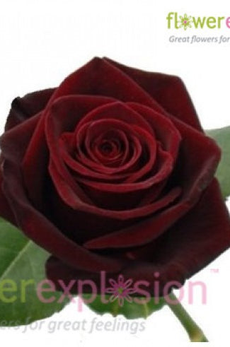 Black Baccara Rose Head
