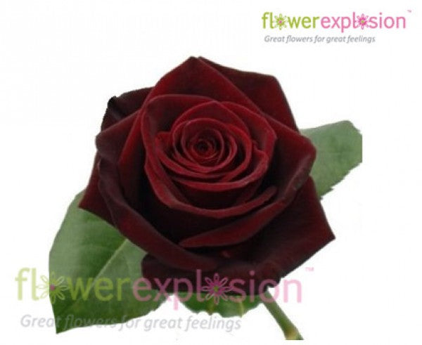 Black Baccara Rose Head