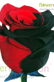 Black & Red Tinted Rose